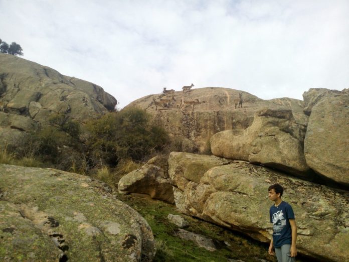 Pedri02