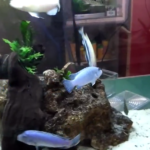 Peces nuevos en la pecera